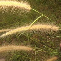 Cenchrus setosus Sw.